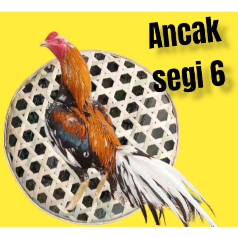 ANCAK BAMBU ISI 5 ALAS KURUNGAN KERANJANG AYAM BANGKOK ALAS KANDANG AYAM
