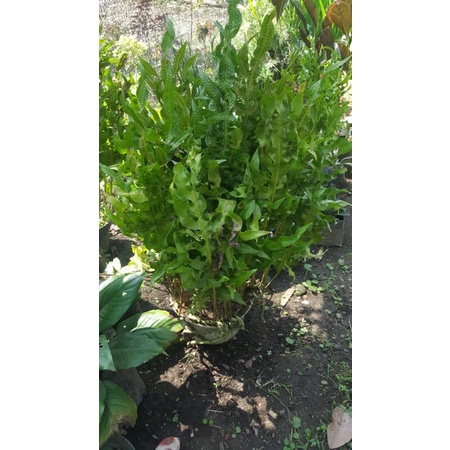 kadaka petir /kadaka api