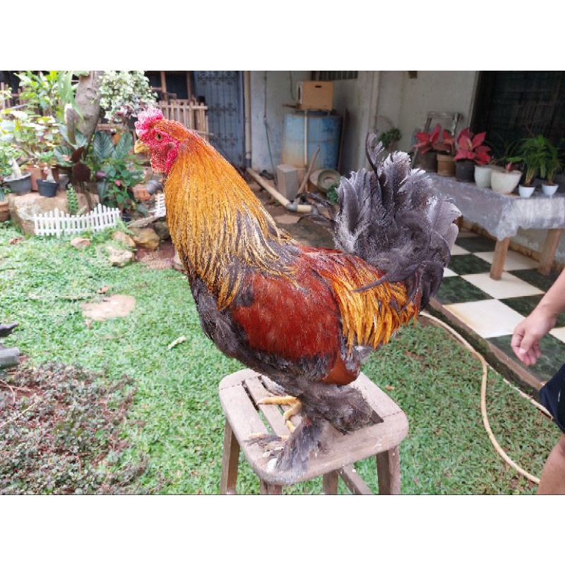 ayam brahma jantan 9 bulan up trah gold partridge