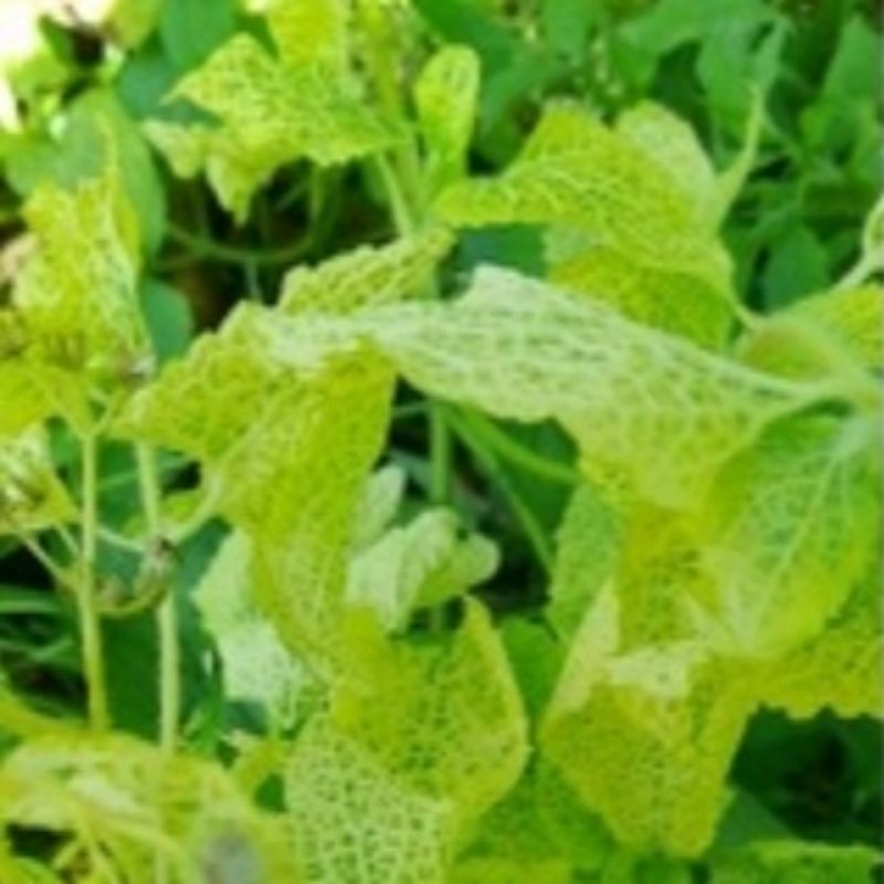 

Daun bandotan kuning daun bandotan per 300 grm