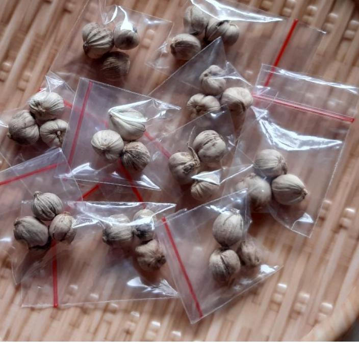 

READY ✅Kapulaga Rempah Berkualitas harga Terjangkau|SQ1