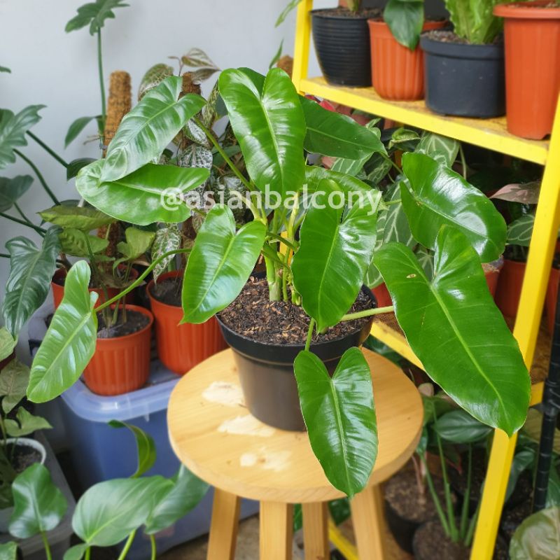 Philodendron Burle Marx | Tanaman hias aroid di pot