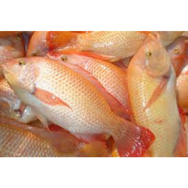 

ikan nila merah / hitam