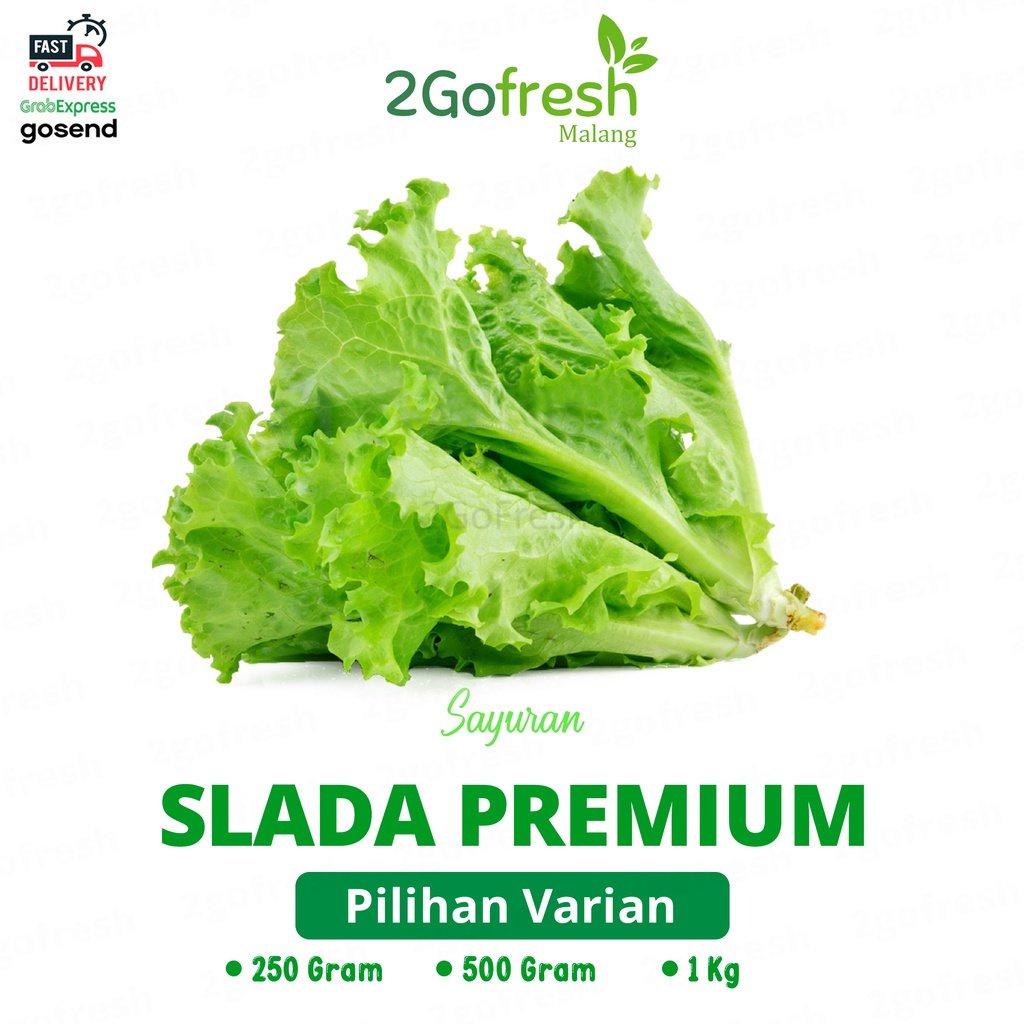 

Daun Slada/ Selada/ Lettuce Fresh - Sayur Sayuran