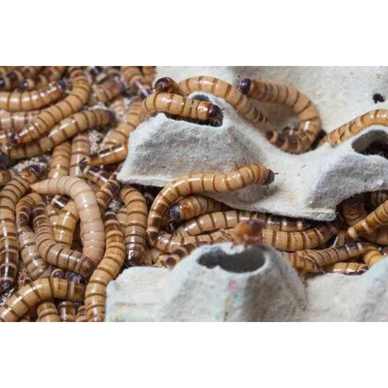 Ulat / ulet jerman hidup 100gram