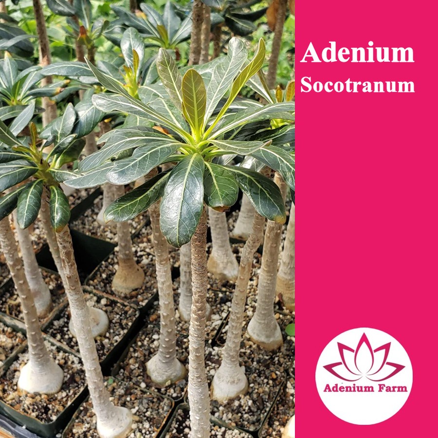 Bibit Adenium Socotranum Varigata