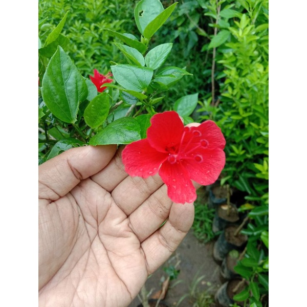 Tanaman bunga sepatu mini