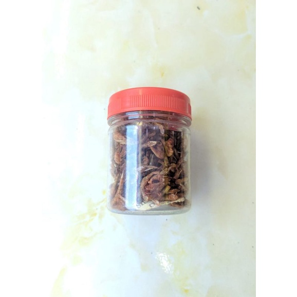 

Udang Kering Wp snakehead