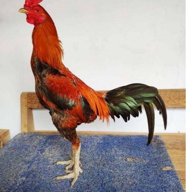 

Instan--TELUR AYAM BANGKOK PAMA PETARUNG UNTUK DITETASKAN