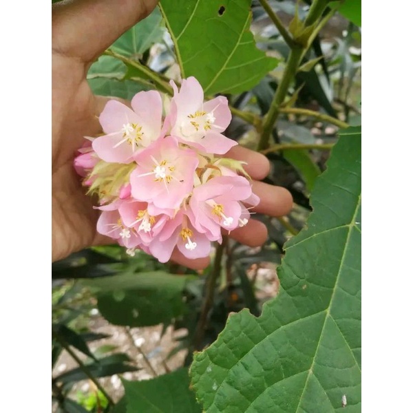 dombeya ceyeuxy vegetasi lebah pakan klanceng tanaman hias