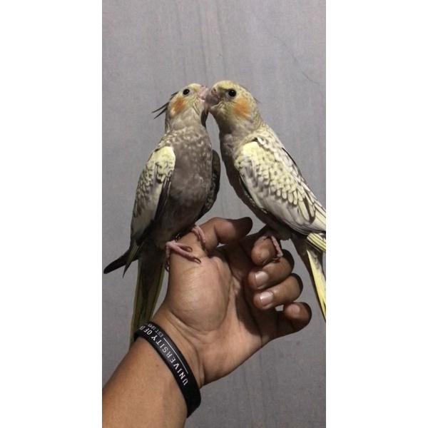 Unik tools Burung Falk Cockatiels // Parkit Australia Sepasang Jitot 26SZ2 Diskon