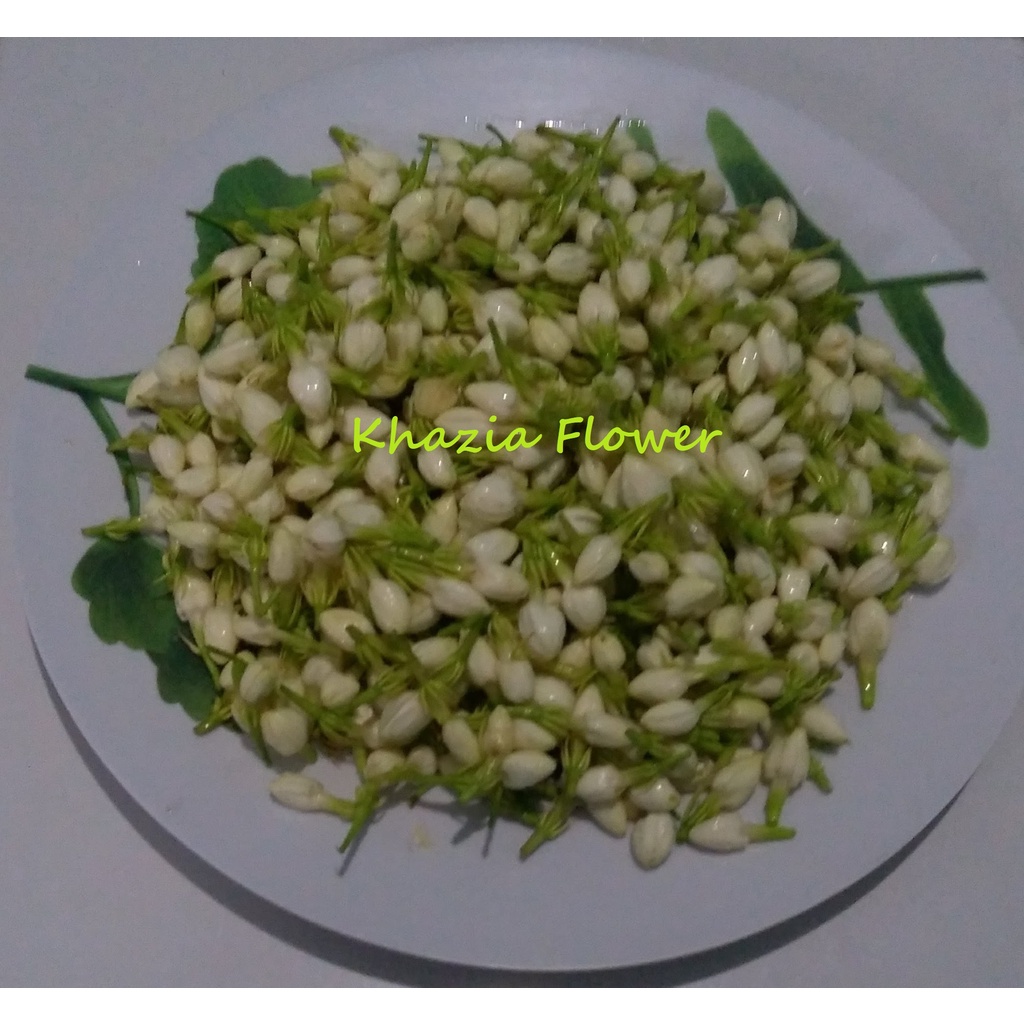 Melati Tabur Melati Asli Wangi Segar