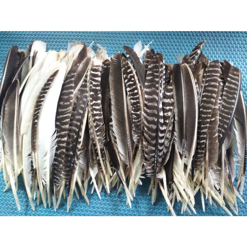 BULU AYAM KALKUN LURIK