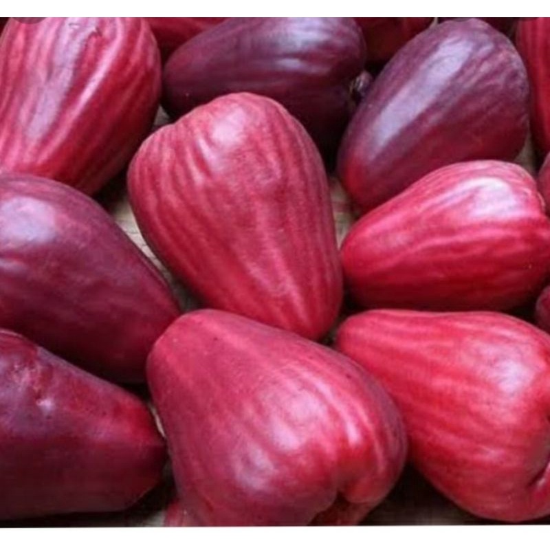 

jambujamaika