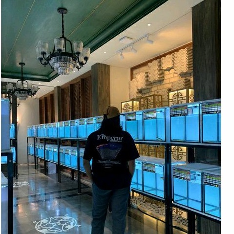 T-Shirt  - The Emperor Snakehead - Kaos Channa Maru - Channa Lovers Indonesia