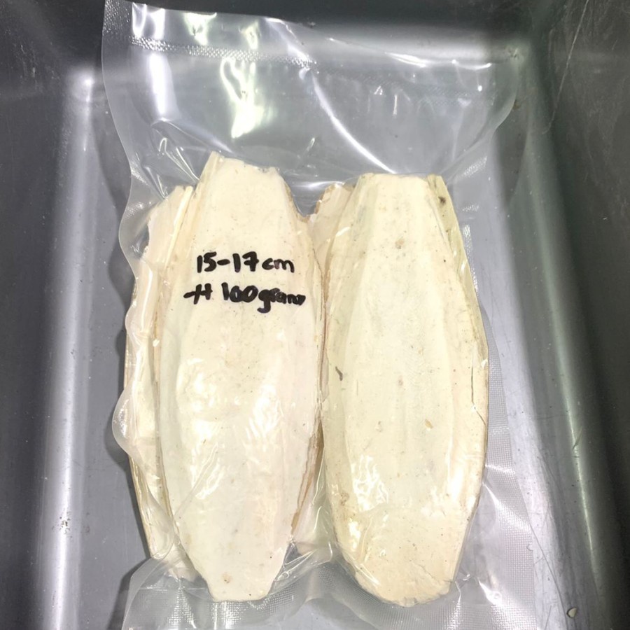 TULANG SOTONG 15-17cm -/+ 100 gram kemasan vacum sumber kalsium burung