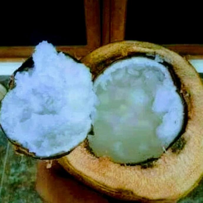 Bibit Kelapa Kopyor Super Genjah