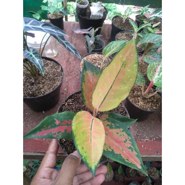 Aglonema kochin tembaga monfori remaja termurah