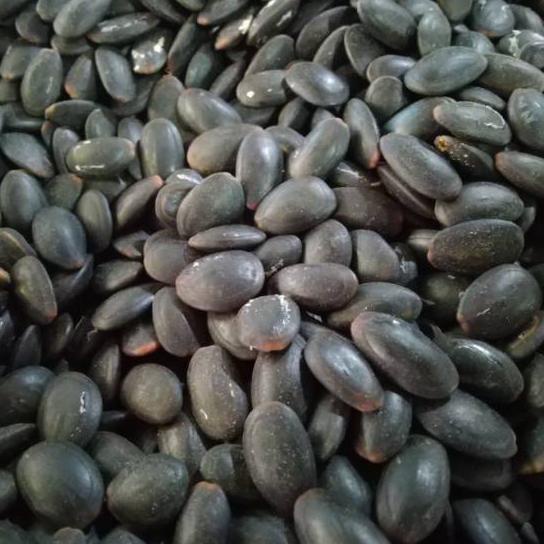 

FREE ONGKIR!Biji Kedaung Kering 1kg - Biji Kedawung Kering|KD2