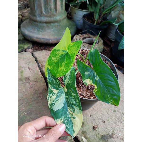 syngonium variegata yellow
