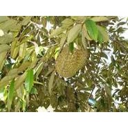 

DAUN DURIAN FRESH ASLI KUBULANGKA TANGGAMUS