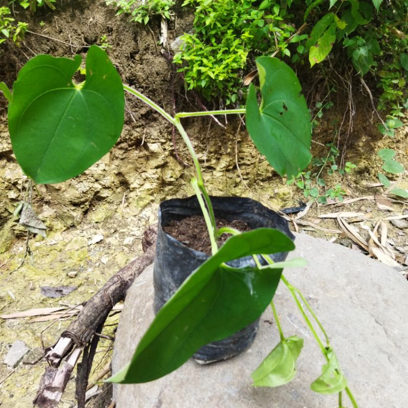 BIBIT UWI KELAPA / BIBIT UMBI UWI KELAPA / UWI / UWI PUTIH