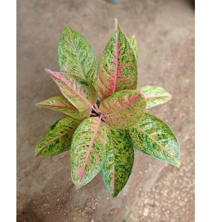 ㊔ Aglonema big roy rimbun big roy indukan big roy berkwalitas pusat aglonema HARGA TERMURAH 2485 ⁂