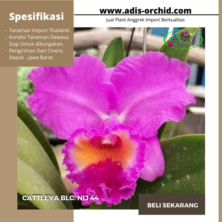 Anggrek Cattleya Blc. Nij 44