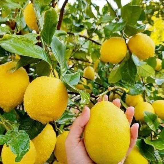joss Bibit Tanaman Jeruk Lemon Import Amerika-Bibit Lemon Amerika UNGGULAN