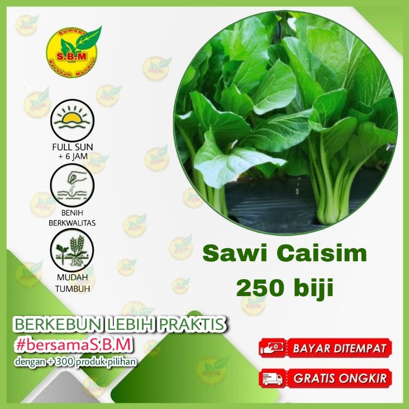 Jual 100 Biji Benih Sawi Caisim Sawi Hijau Batang Besar Shopee