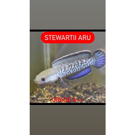 Stewartii Arunachal