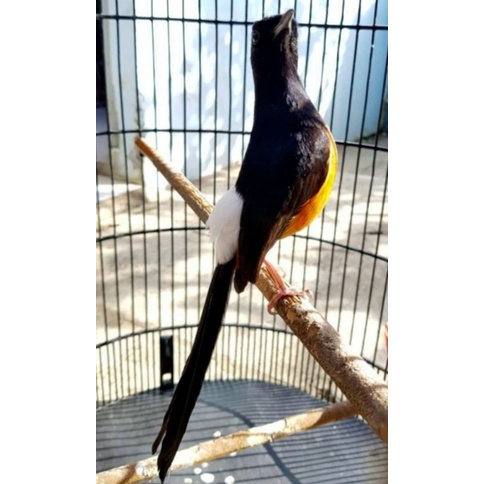 murai bordan gacoran bagus