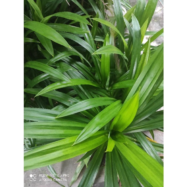 

Daun Pandan Segar 1 ikat