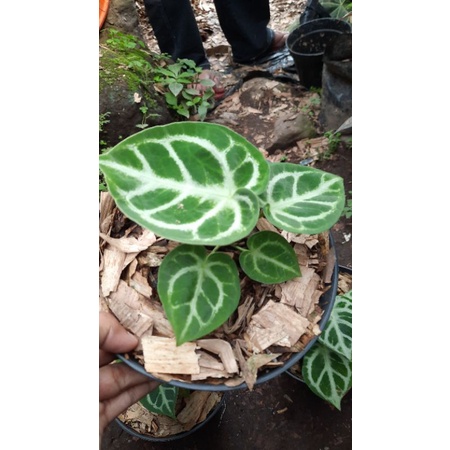 Tanaman Hias Dorayaki / anturium dorayaki