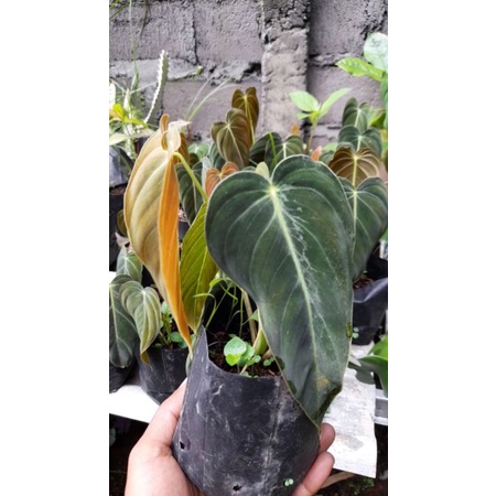tanaman hias philodendron melanocrysum narrow (baby)