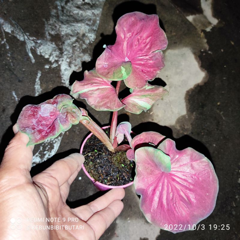 Caladium hybrid Daun Ganda (MMDG-01)