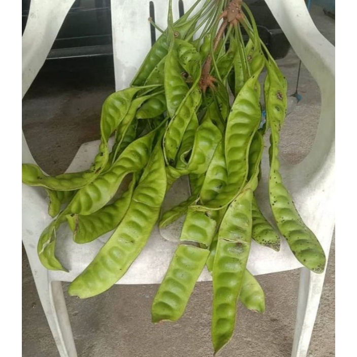 

PETAI