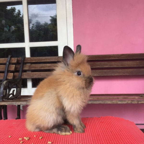 Dijual onderdil kelinci lion head jantan 26SZ2 Diskon