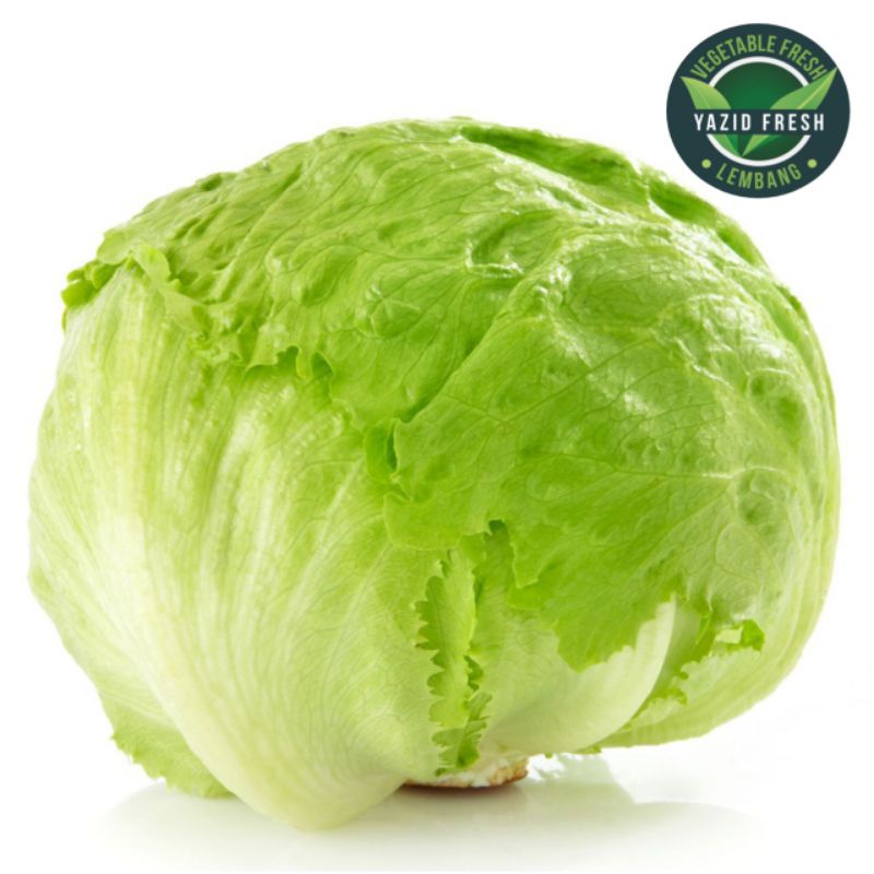 

Seladah Lettuce /head Lettuce