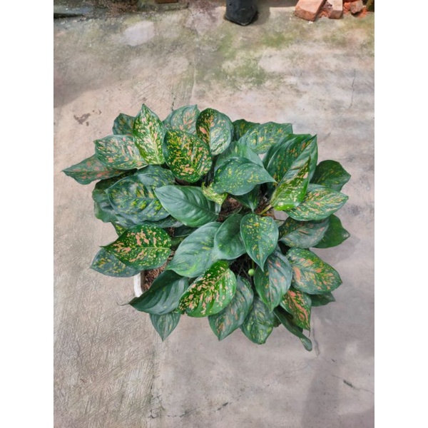 aglonema ruby ciangmay orange