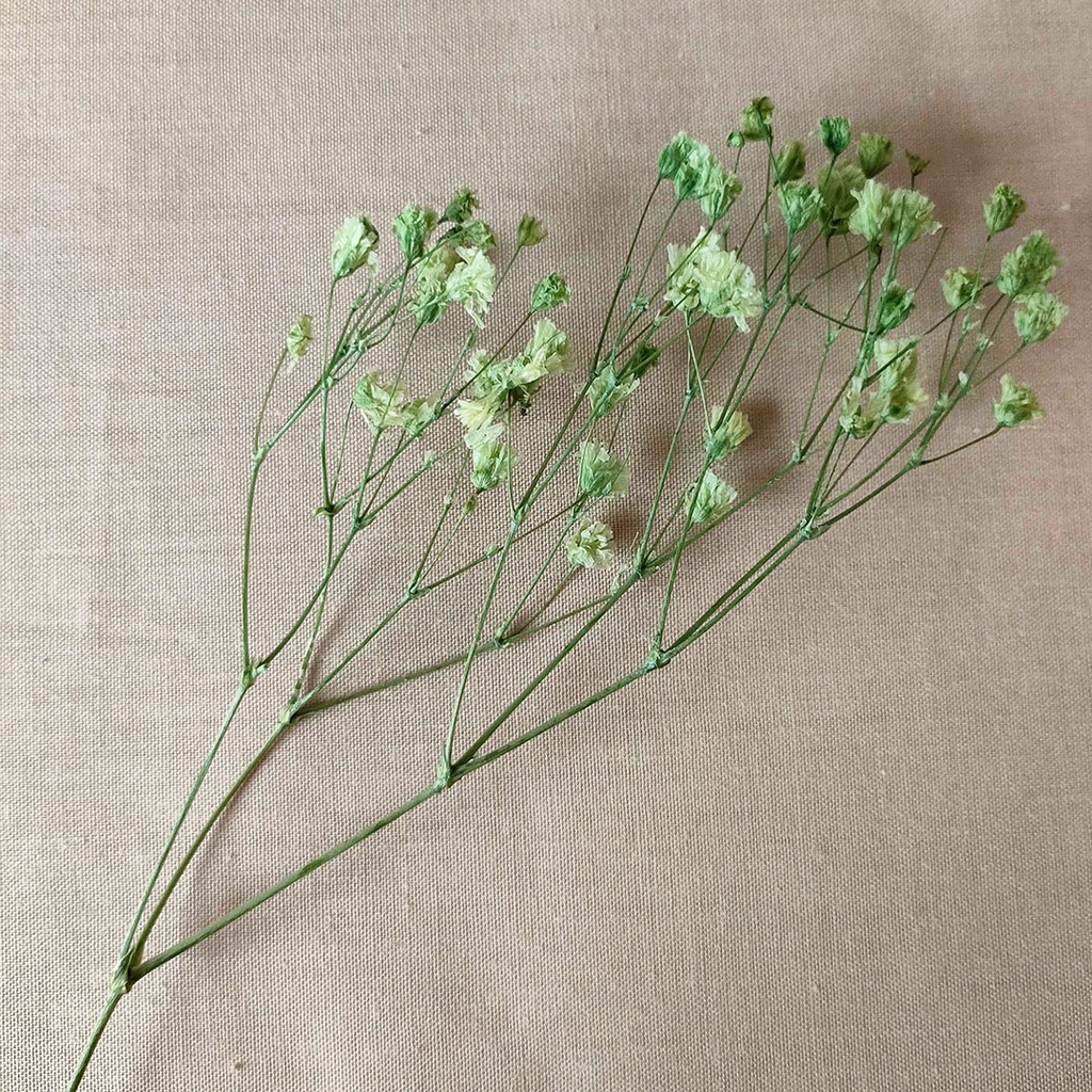 Dried Gypsophila Baby's Breath Bunga Kering Hias Asli Dekorasi Pajangan