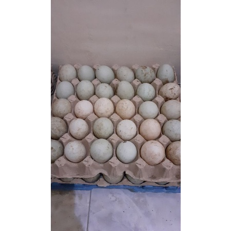 

telur bebek fresh dari kandang