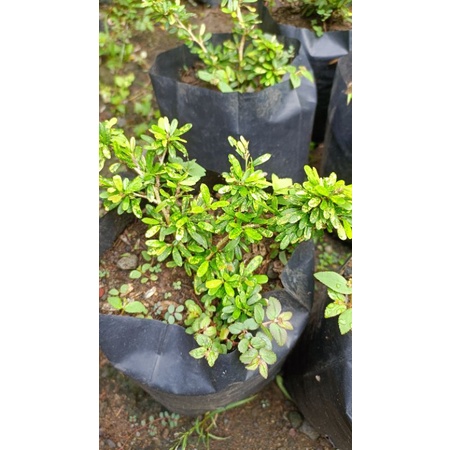 Saeng Simbur Super Mikro Golden Varigata