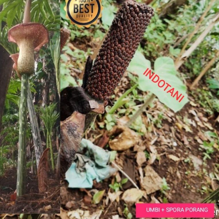 Bibit Biji Porang bunga spora  / tongkol porang / biji sepora diseleksi secara ketat 50 gram "VQE.18