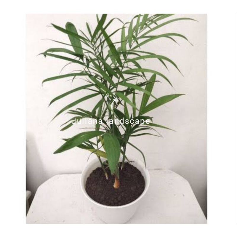 promo tanaman hias palem komodoria/palem bambu