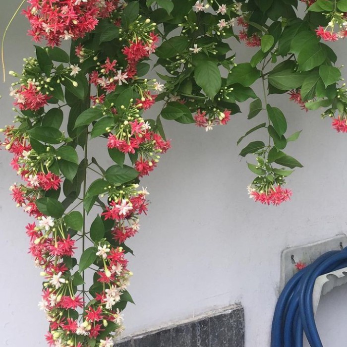 tanaman melati belanda besar bunga tumpuk melati holland merambat