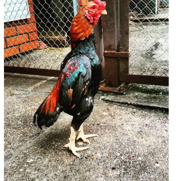 

TRXB6n1M--telur ayam shamo eropa asli