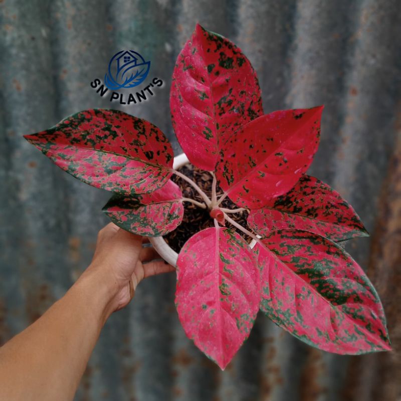 tanaman hias Aglonema kochin agov Aka virgin.