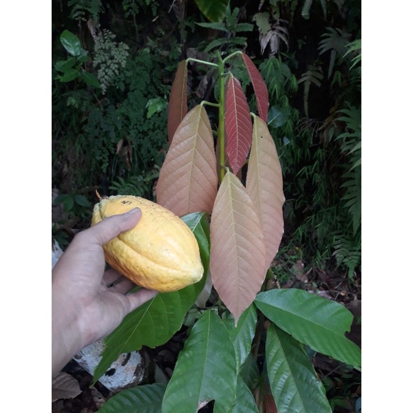 bibit kakao bibit kopi coklat benih koko