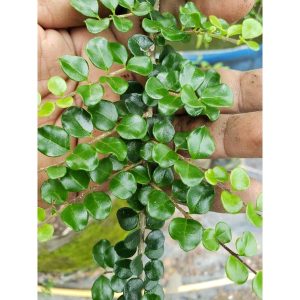 pohon ohna bahan Bonsai daun metallic. import